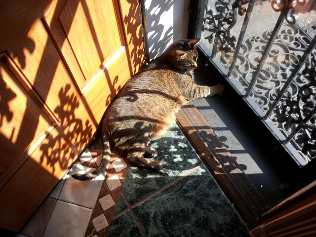 LOAD IMAGES - Solar Energy Cat Photo